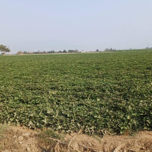 WhatsApp Image 2024-09-12 at 4.46.06 PM (3)