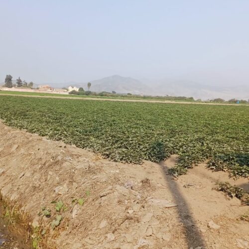 WhatsApp Image 2024-09-12 at 4.46.06 PM (4)